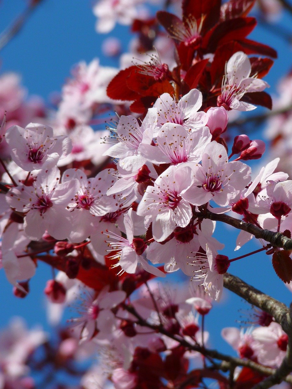 tree, flowers, cherry blossom